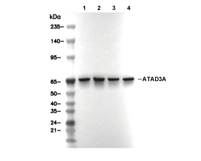 ATAD3A Antibody [K13L10] WB