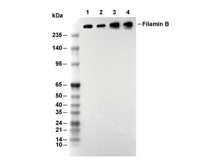 F9861-wb