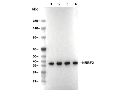 NRBF2 Antibody [E16A8] WB