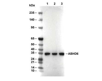 F9931-wb