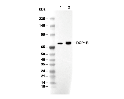 DCP1B Antibody [L22N5] WB