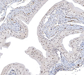 f1069-IHC1