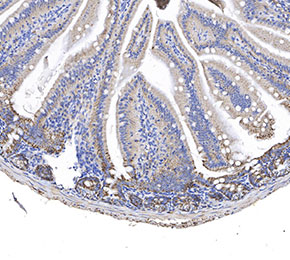 f2563-IHC1