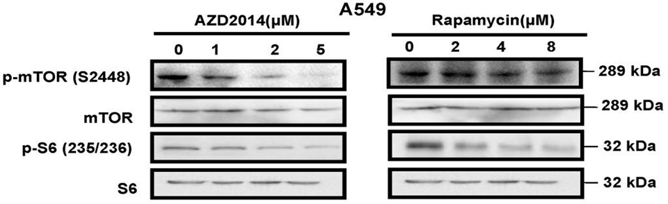 Vistusertib (AZD2014) | mTOR inhibitor | CAS 1009298-59-2 | Selleck