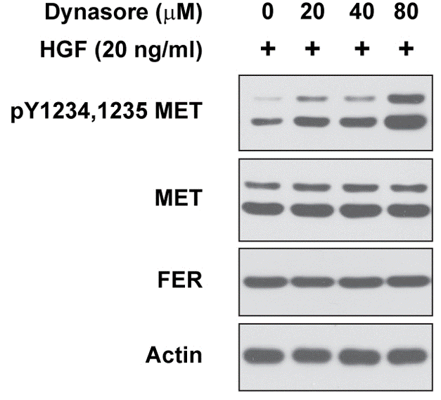 dynasore age