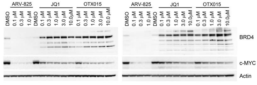 Arv 825 9945hplc In Stock Protac Chemical