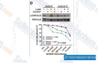 Inhibition of GSK3b kinase activity by 1-AKP (100 nmol/L) in the presence or absence of AZD4547. Cells were drug-treated for 48 hours. Immunoblot analysis of total protein extracts following indicated treatments. Dose-response curve shows sensitivity of GAGA6 and GAGA6-R ex vivo-cultured cells to 1-AKP (100 nmol/L) with increasing concentration of AZD4547. Percentage of live cells after drug treatment was determined by Annexin V staining.