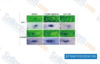 Expression of negaly6 was normally expressed in the trailing zone of pLLp in 1-azakenpaullone (i, i&prime;)- or XAV-939 (j, j&prime;)-treated embryos. Compared with the expression of dkk1 in DMSO-treated embryos(e, e&prime;), its expression was increased in 1-azakenpaullonetreated embryos (f, f&prime;) and reduced in XAV-939-treated embryos (g, g&prime;). Cell nucleus were stained with SYTOX&reg; green nucleic acid stain(green). The pLLp was enclosed by white dotted line.