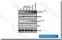 Cultured PANC-1 pancreatic cancer cells were treated with vehicle (DMSO, 1%), 10 uM of belinostat (BS, for 2 h, 4 h and 6 h) or A-769662 (10 uM, 2 h), phospho- and total AMPK and ACC were detected by western blot, tubulin (loading control) was also tested. AMPK and ACC phosphorylation was quantified as described.