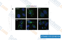 Immunofluorescence staining of LC3 protein expression of U2OS cells treated with DMSO (negative control), Rap (positive control, 500 nM), Tha (1 &mu;M), Tun (2 &mu;g/mL), BFA (10 &mu;g/mL), and DTT (4 mM) for 8 h. Immunoblot of ER-phagy-related proteins of U2OS cells treated with four ER stress inducers.