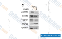 After treatment with STAT3 inhibitor cryptotanshinone (crypto; 20 &mu;mol/L) for 48 h, ADSCs were detected for the expression of p-STAT3, STAT3, and exosomal markers. Macrophages were stimulated with exosomes from ADSCs treated with crypto; the expression of Arg-1, p-STAT3, and STAT3 was detected by Western blot