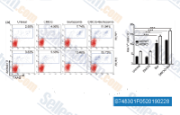 OCI‐LY7 cells were cultured with DMOG (1&middot;5 mM) treatment for 96 h, bortezomib (5 nM), with combined treatment by bortezomib (5 nM) for another 5 h, after being pretreated with DMOG (1&middot;5 mM) for 91 h. Apoptosis of AIDWT (upper) and AIDKO (lower) was assessed by detecting signals of the apoptosis maker annexin V and 7‐aminoactinomycin D (7‐AAD) (left); and statistical diagram of percentage for apoptosis cells (right). Bor = bortezomib.