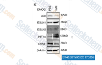 Western blot analysis of the indicated proteins after the treatment with DMOG (K).