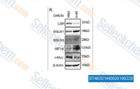 Western blot analysis of the indicated proteins after the treatment with DMOG.