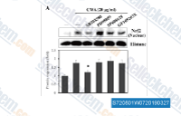 Effect of MAPK and PKC inhibitors on Nrf2 expression in CWA-treated macrophages.