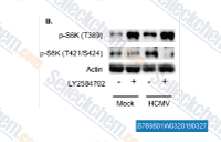 LY2584702 | 99.02%(HPLC) | In Stock | S6 Kinase inhibitor LY2584702 | 99.02%(HPLC) | In Stock | S6 Kinase inhibitor