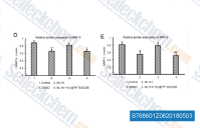 Compared with the DMSO group, there were low levels of (D) MMP-9 and (E) MMP-2 expression in the ML141-treated group. There were no statistically significant differences in MMP-9 and MMP-2 expression between ML14-treated and ML141+TAOCSB-treated groups. *P<0.05 or **P<0.01 vs. DMSO group. TAOCSB, total alkaloids of Corydalis saxicola bunting; MMP, matrix metalloproteinase; Cdc42, cell division cycle 42; DMSO, dimethylsulfoxide.