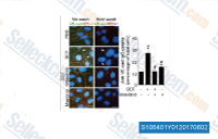 (E) Masitinib inhibits SCF-induced internalization of VE-cadherin. The HRMECs were pretreated with masitinib (1 lM) for 30 minutes before stimulation with rhSCF (50 ng/mL). The arrows in the left image indicate the disappearance of VE-cadherin at endothelial junctions that were positively stained for anti-ZO-1 IgGs (red). The arrows in the right image indicate VE-cadherin (green) internalization in endosomes that were positively stained for EEA1 (red). Internalization of endogenous VE-cadherin was quantified based on the percentage of HRMECs with intracellular acid-resistant vesicles (threeindependent experiments). Scale bar: 20 lm. All data are presented as mean 6 SEM (*P < 0.05 vs. PBS, #P < 0.05 vs. SCF only).
