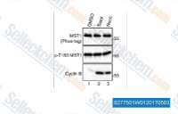 (B) HeLa cells were treated with DMSO, Taxol or Nocodazole (Noco). Total cell lysates were probed with the indicated antibodies on Phos-tag or regular SDS-polyacrylamide gels.