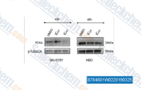 The level of PCNA protein was validated by WB, with beta TUBULIN as a loading control. Increasing concentrations of TP-0903 adapted for cell type were used for 48 h.