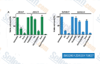 viability of parental and resistant A549 and SW480 cells treated with PU-H71 (PU), puromycin (Puro), tariquidar and combinations of tariquidar with PU-H71 and puromycin for four days.