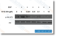 Verified customer review of WYE-354