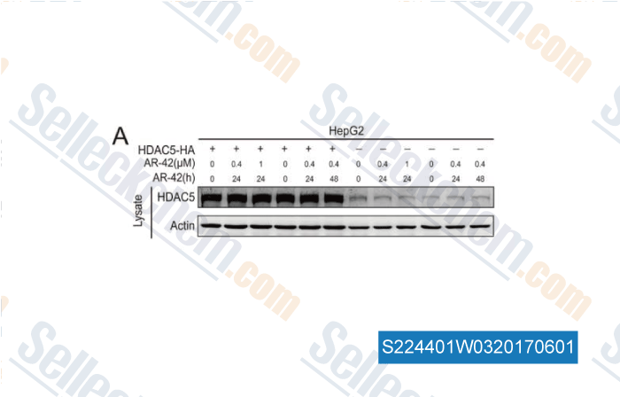 HDAC5-overexpressing HepG2 cells were treated with AR-42 and subjected to western blot (A)