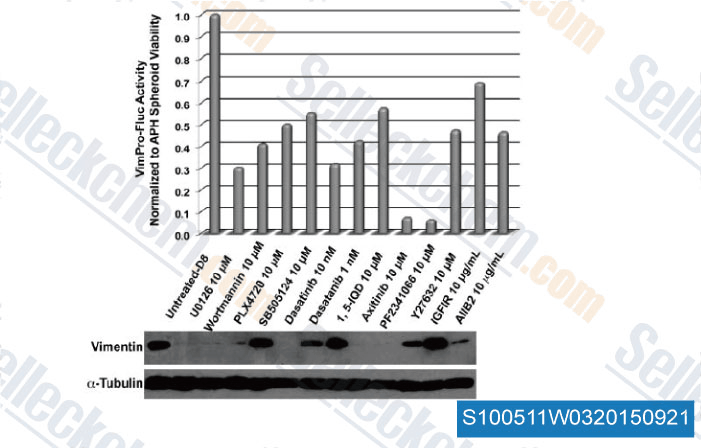 VimPro-Fluc activity in spheroids after 72-h treatment with control modulators of epithelial-mesenchymal transition (EMT) normalized to spheroid viability and compared to vimentin protein expression using Western blot analysis.