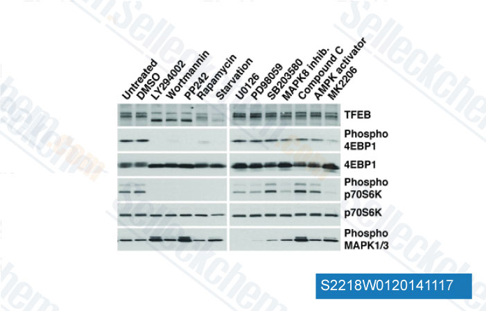 Pharmacological PP242 induces transport of TFEB to the nucleus. HeLa cells stably expressing TFEB (CF7) were incubated with the indicated kinase inhibitors and the electrophoretic mobility of TFEB was monitored by immunoblotting.