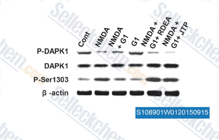 RDEA119 (1 µM) or JTP-74057 (0.1 µM) abolished the effects of G1 on DAPK1 and NR2B phosphorylation.