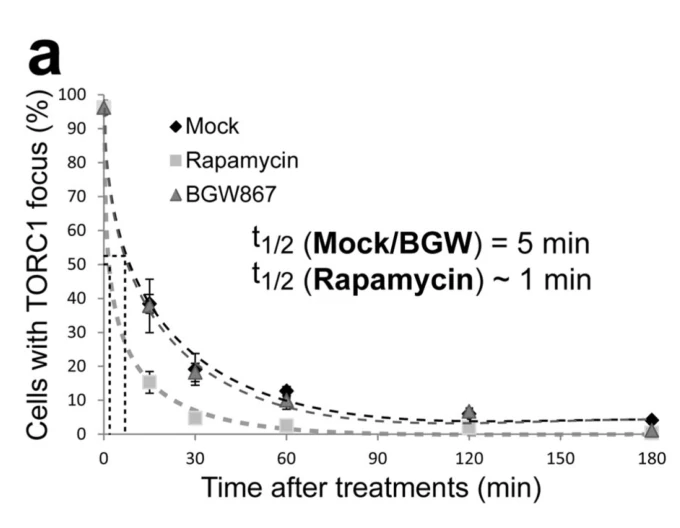 Metabolic Maintenance of Cell Asymmetry following Division in Activated ...