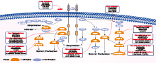 c-Kit Inhibition | c-Kit Mutation | c-Kit Inhibitor Review